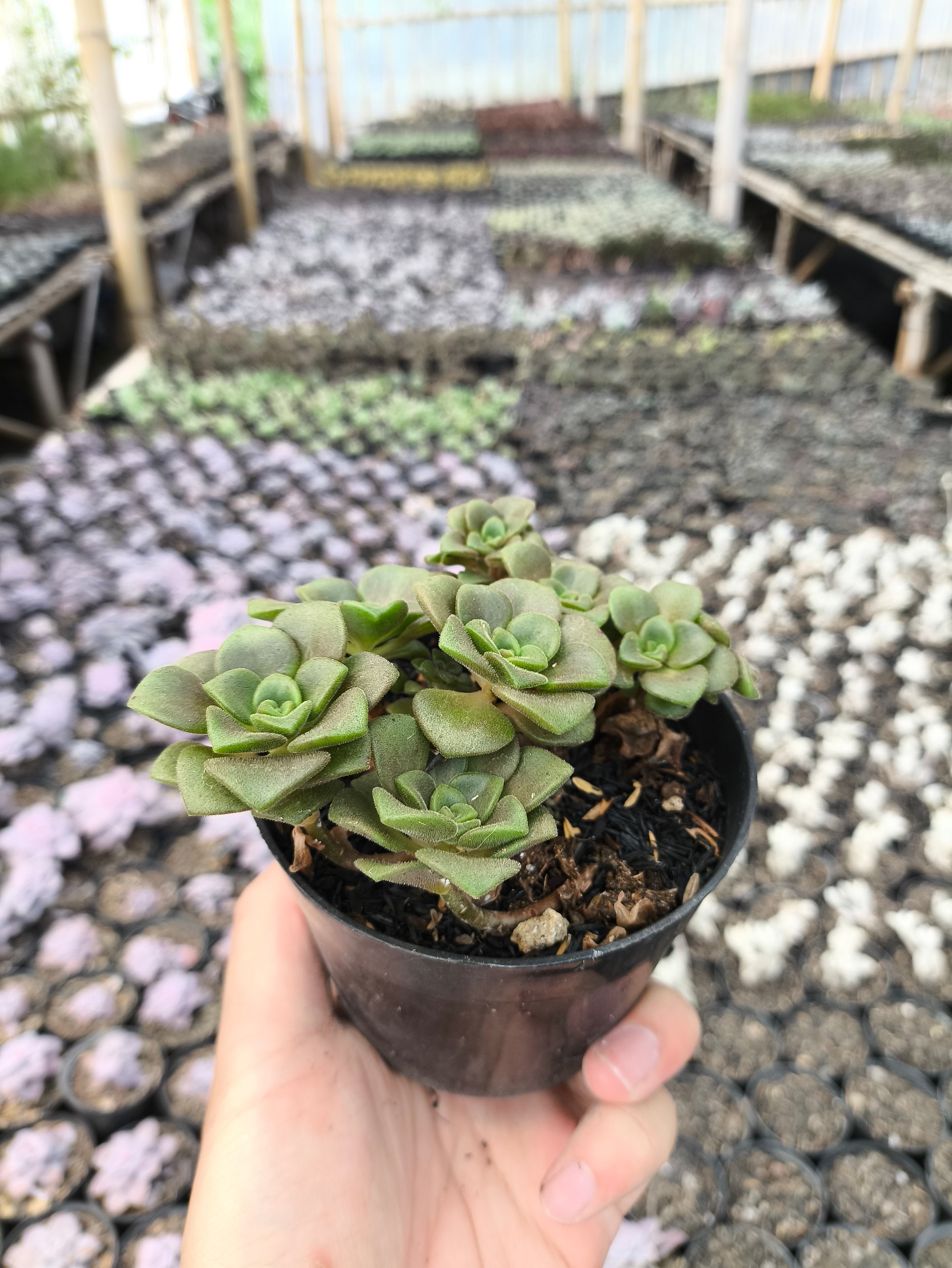 2637. Aeonium Lily Pad 3pcs - Image 4