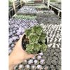 2637. Aeonium Lily Pad 3pcs