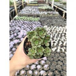 2637. Aeonium Lily Pad 3pcs
