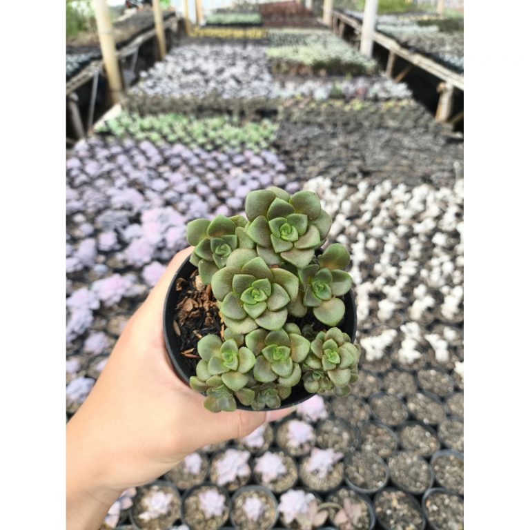 2637. Aeonium Lily Pad 3pcs