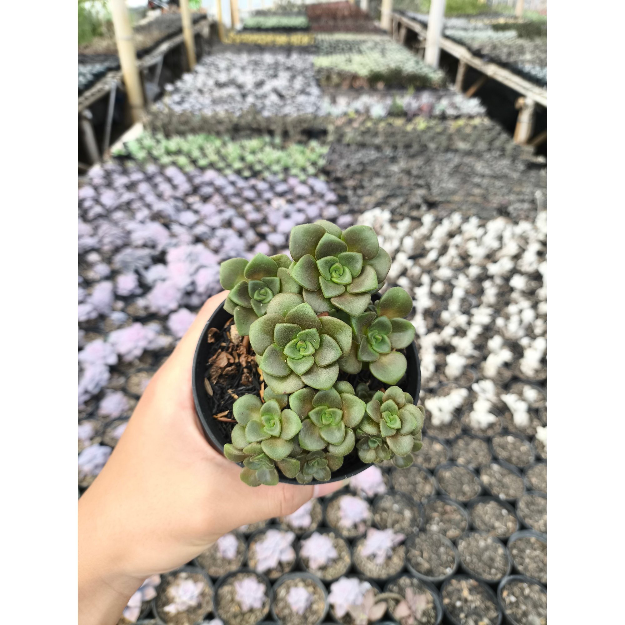 2637. Aeonium Lily Pad 3pcs