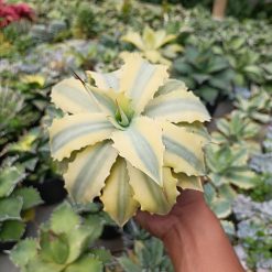 2630. Agave Potatorum Verschafelty Aurea