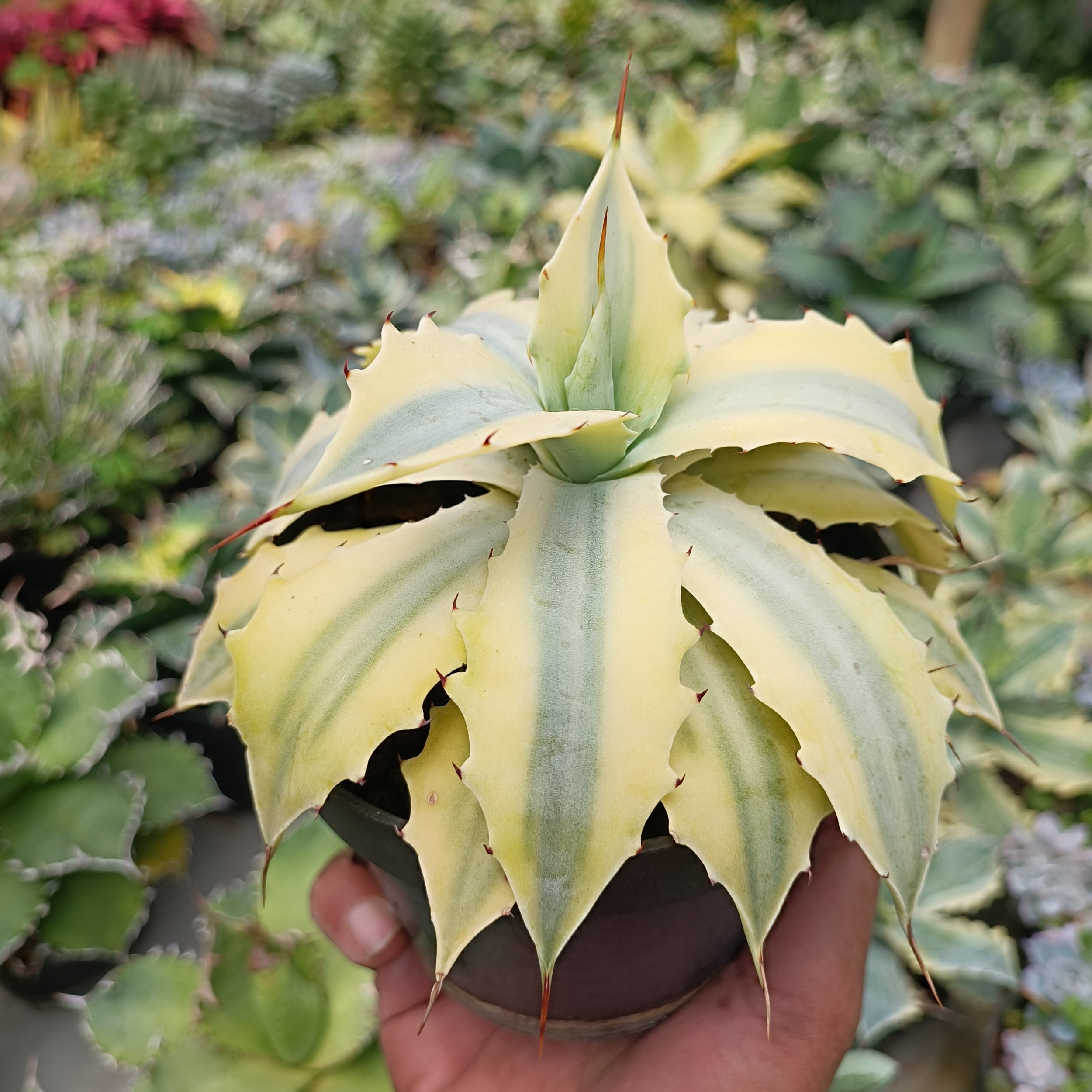 2630. Agave Potatorum Verschafelty Aurea - Image 2