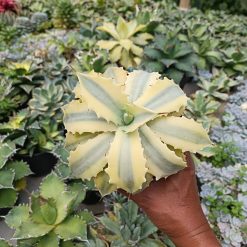 2630. Agave Potatorum Verschafelty Aurea - Image 4