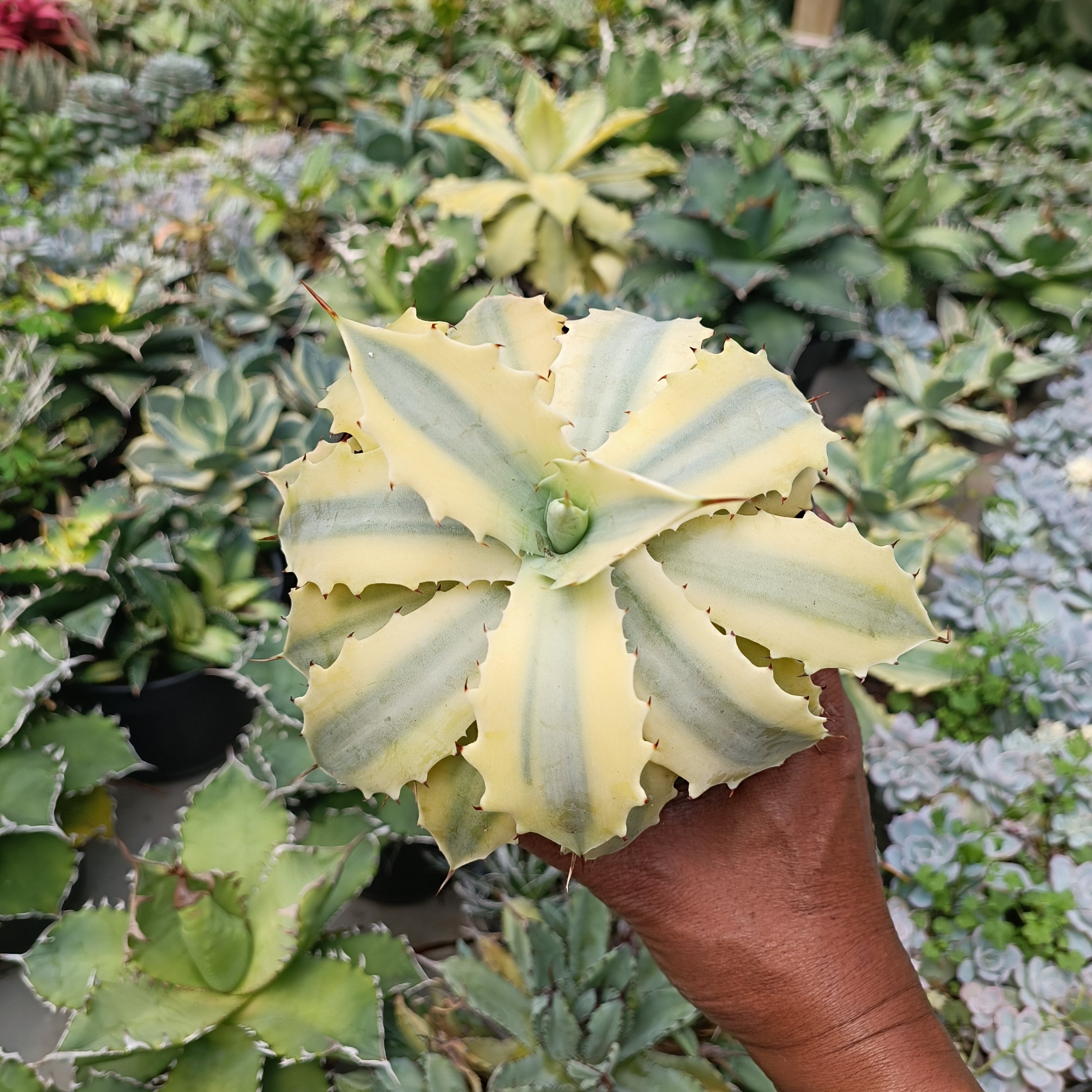 2630. Agave Potatorum Verschafelty Aurea - Image 4