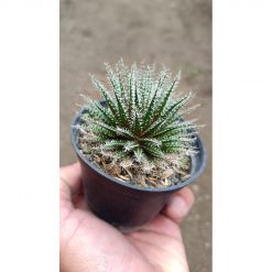 2676. Aloe Haworthioides