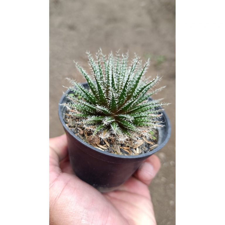 2676. Aloe Haworthioides