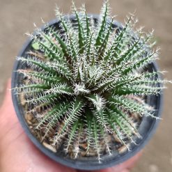 2676. Aloe Haworthioides - Image 2