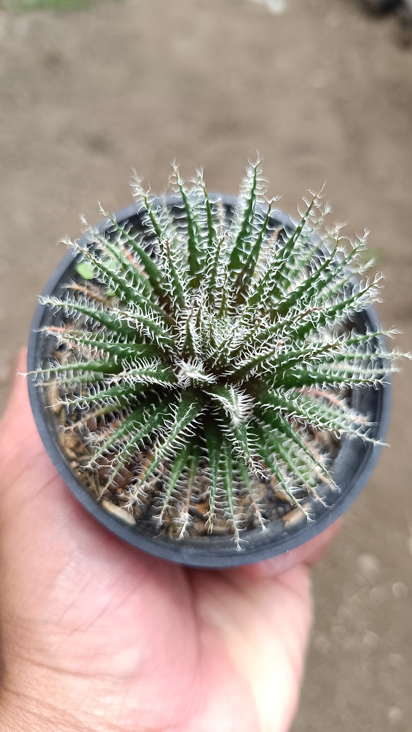 2676. Aloe Haworthioides - Image 2
