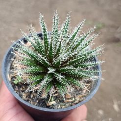 2676. Aloe Haworthioides - Image 3