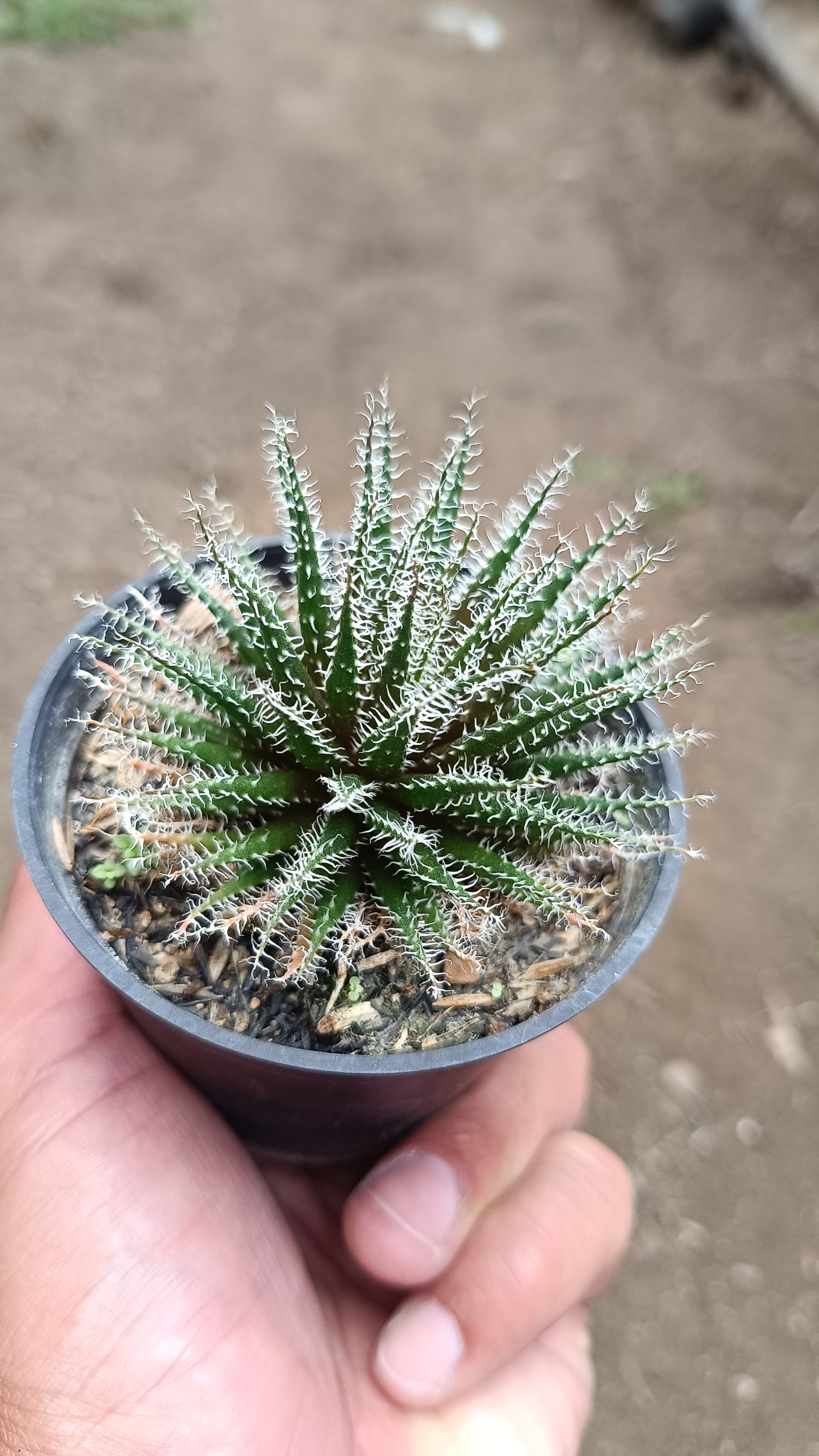 2676. Aloe Haworthioides - Image 3