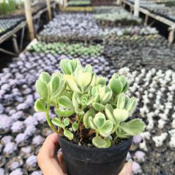2634. Cotyledon Tomentosa Variegated 3pcs - Image 2