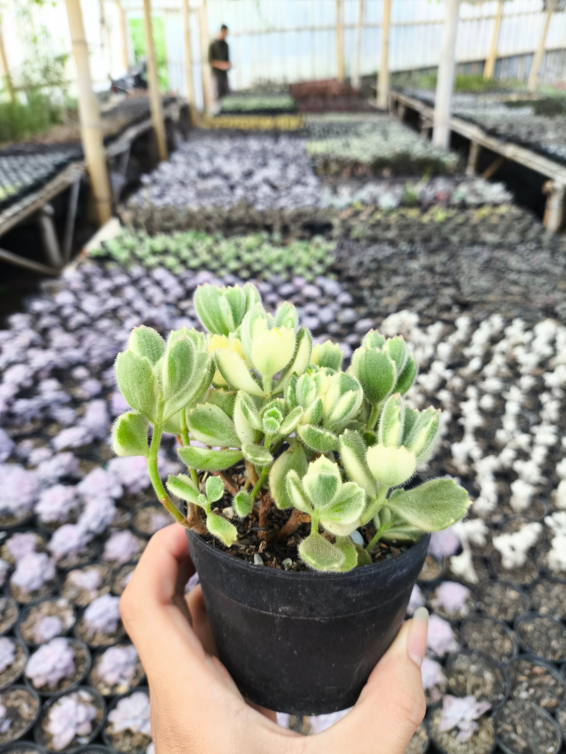 2634. Cotyledon Tomentosa Variegated 3pcs - Image 2