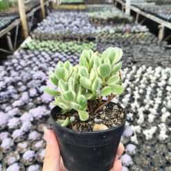 2634. Cotyledon Tomentosa Variegated 3pcs - Image 3