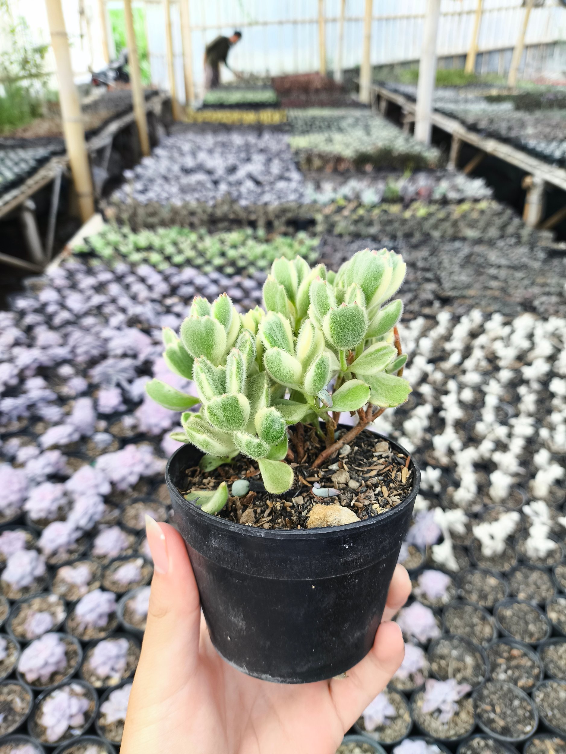 2634. Cotyledon Tomentosa Variegated 3pcs - Image 3