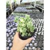 2634. Cotyledon Tomentosa Variegated 3pcs
