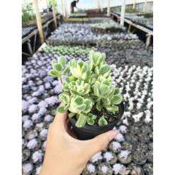 2634. Cotyledon Tomentosa Variegated 3pcs