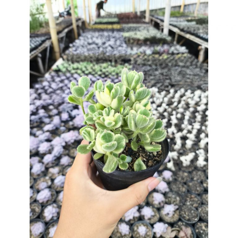 2634. Cotyledon Tomentosa Variegated 3pcs