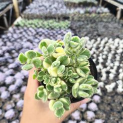 2634. Cotyledon Tomentosa Variegated 3pcs - Image 4