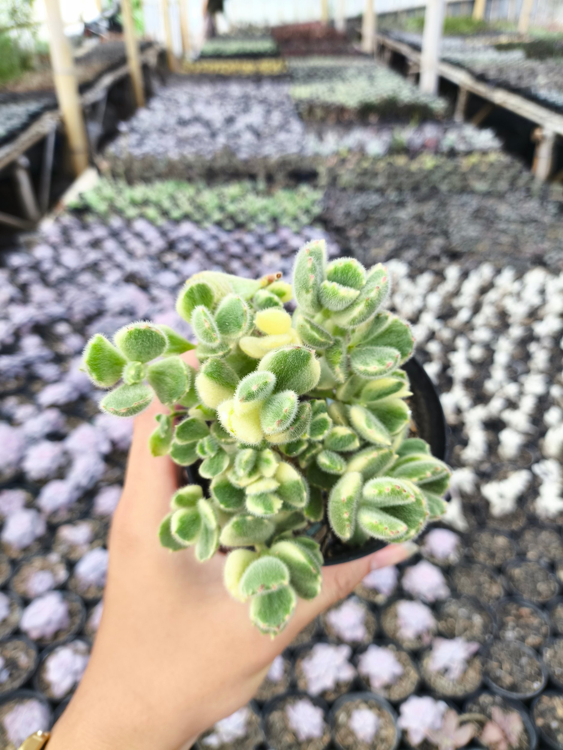 2634. Cotyledon Tomentosa Variegated 3pcs - Image 4