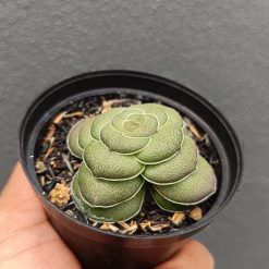 2695. Crassula Hemisphaerica - Image 2