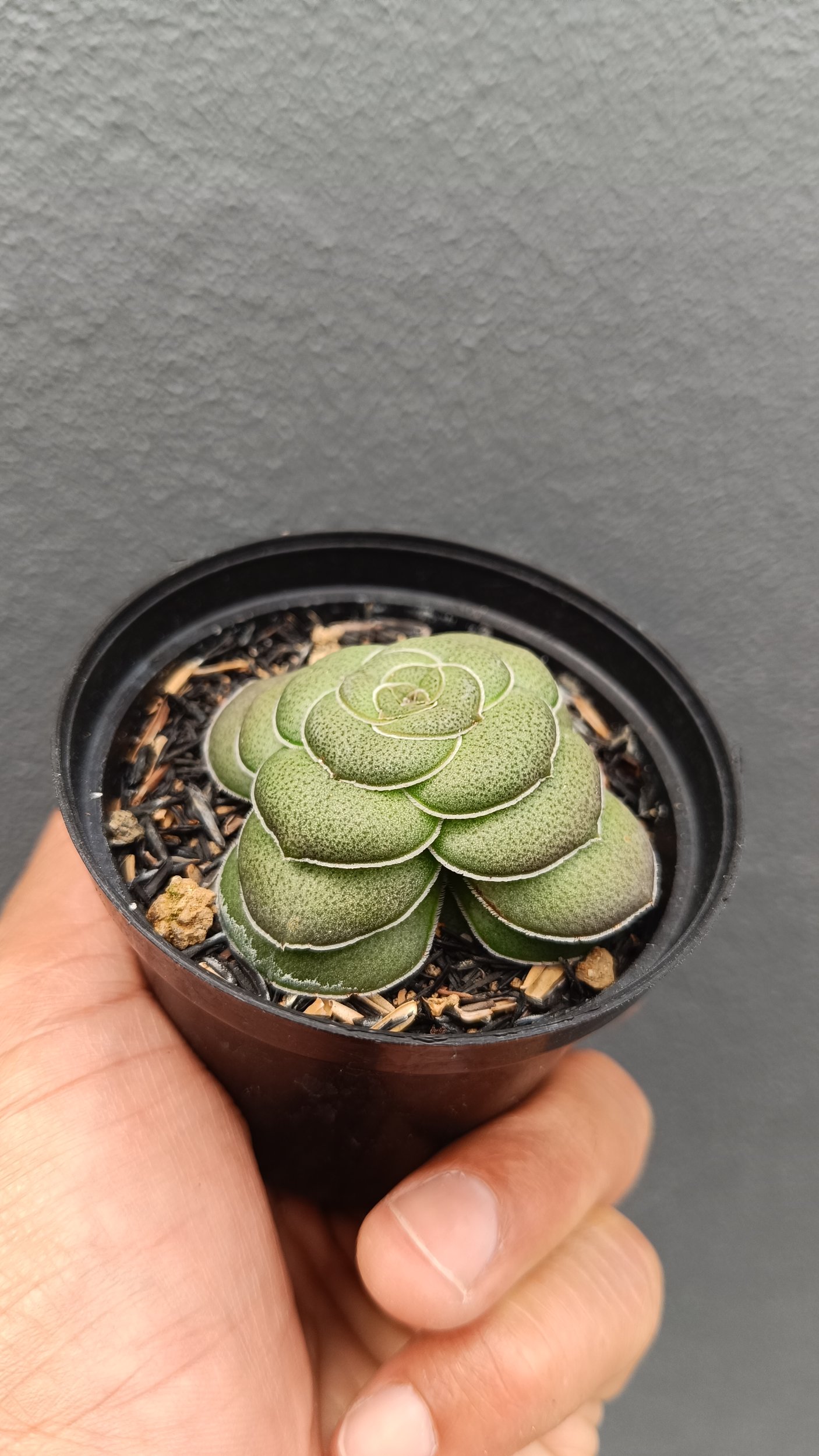 2695. Crassula Hemisphaerica - Image 2