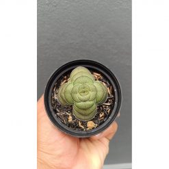 2695. Crassula Hemisphaerica
