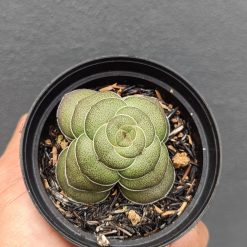 2695. Crassula Hemisphaerica - Image 3