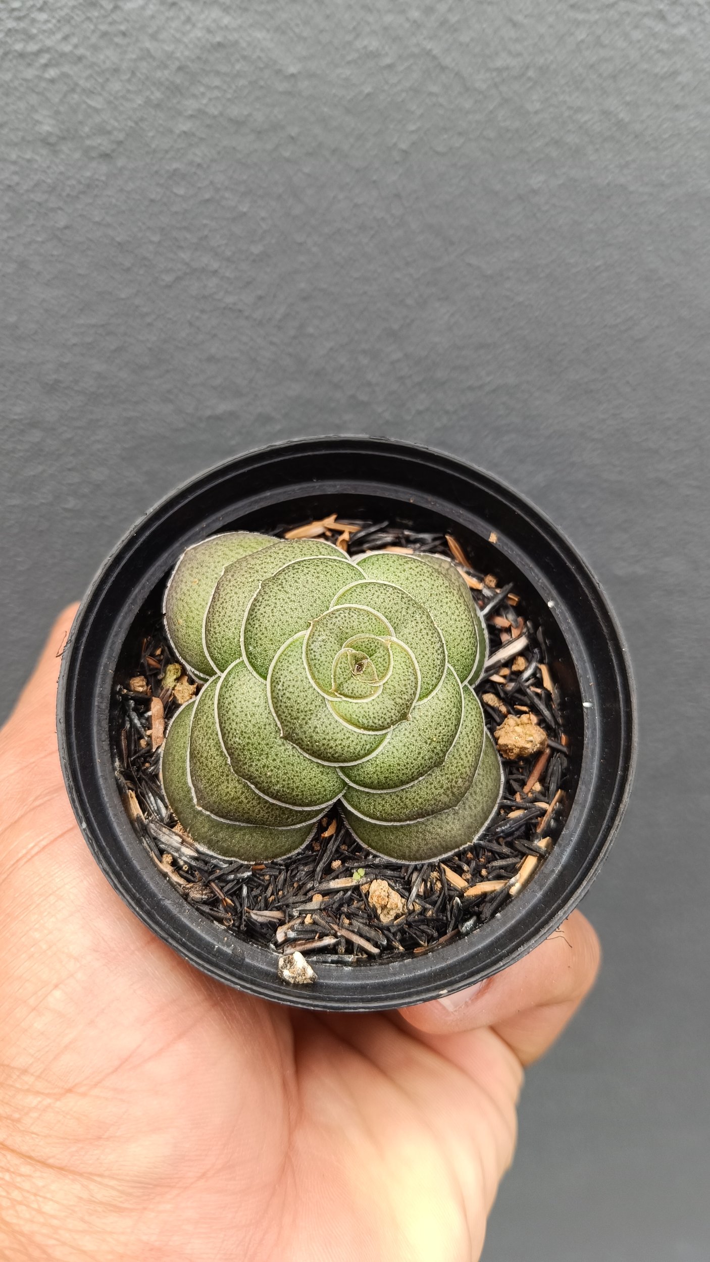2695. Crassula Hemisphaerica - Image 3