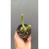 2657. Crassula Marnieriana 3pcs