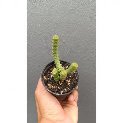2657. Crassula Marnieriana 3pcs