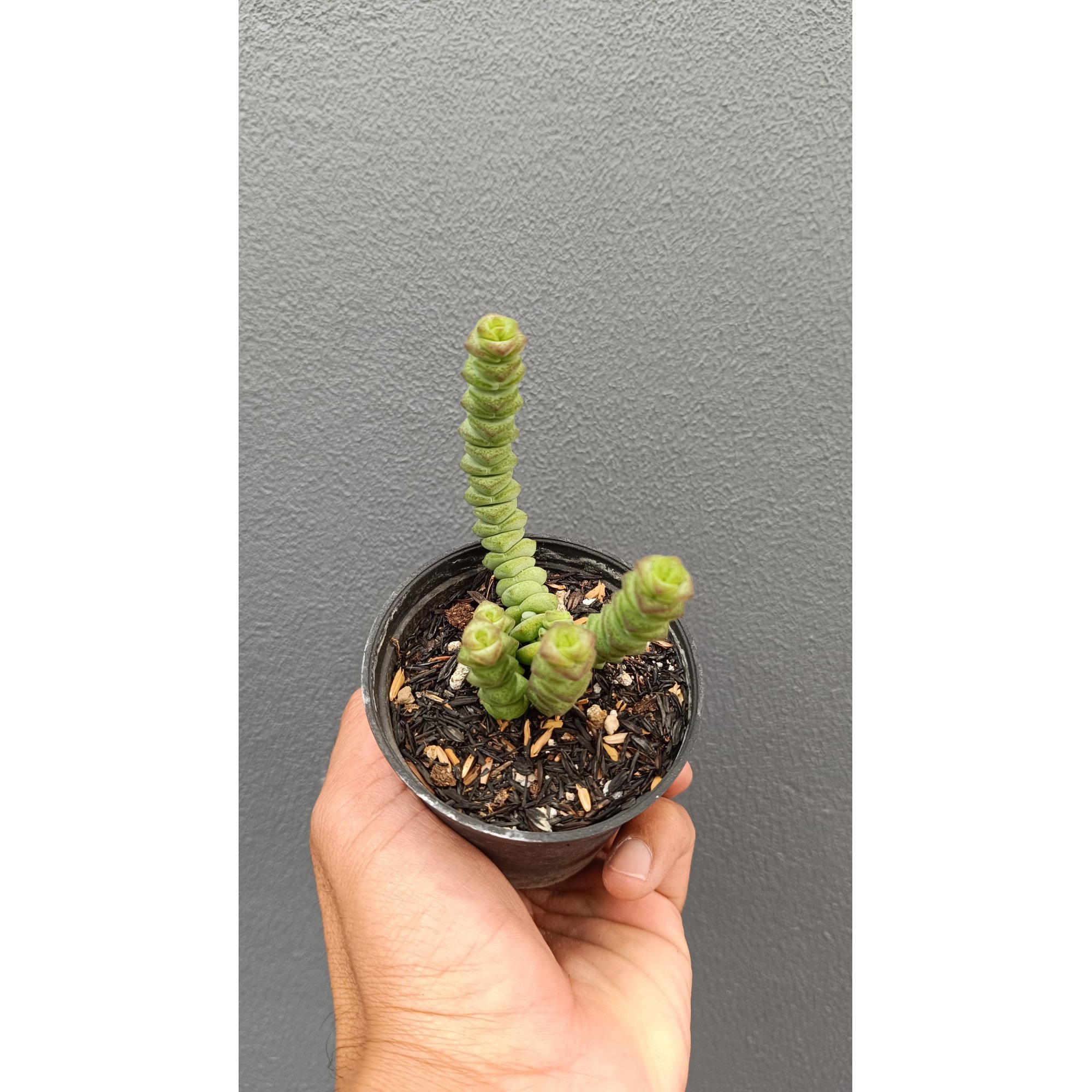 2657. Crassula Marnieriana 3pcs