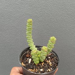 2657. Crassula Marnieriana 3pcs - Image 2