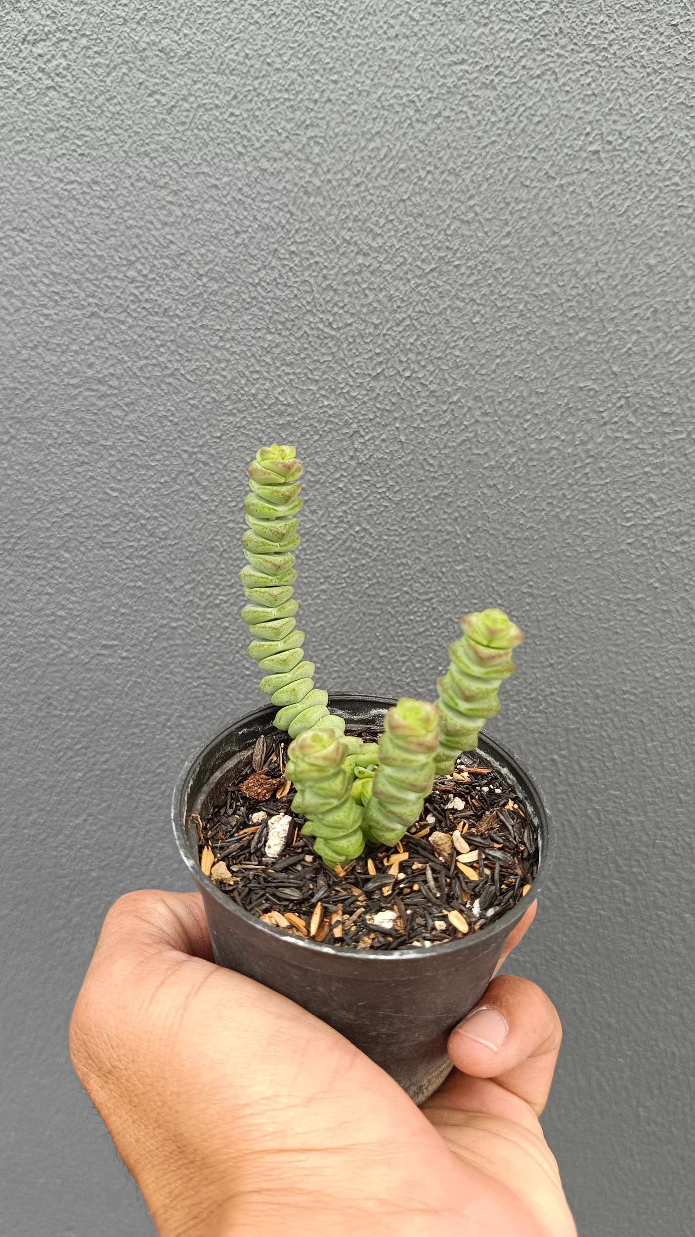 2657. Crassula Marnieriana 3pcs - Image 2