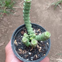 2657. Crassula Marnieriana 3pcs - Image 3