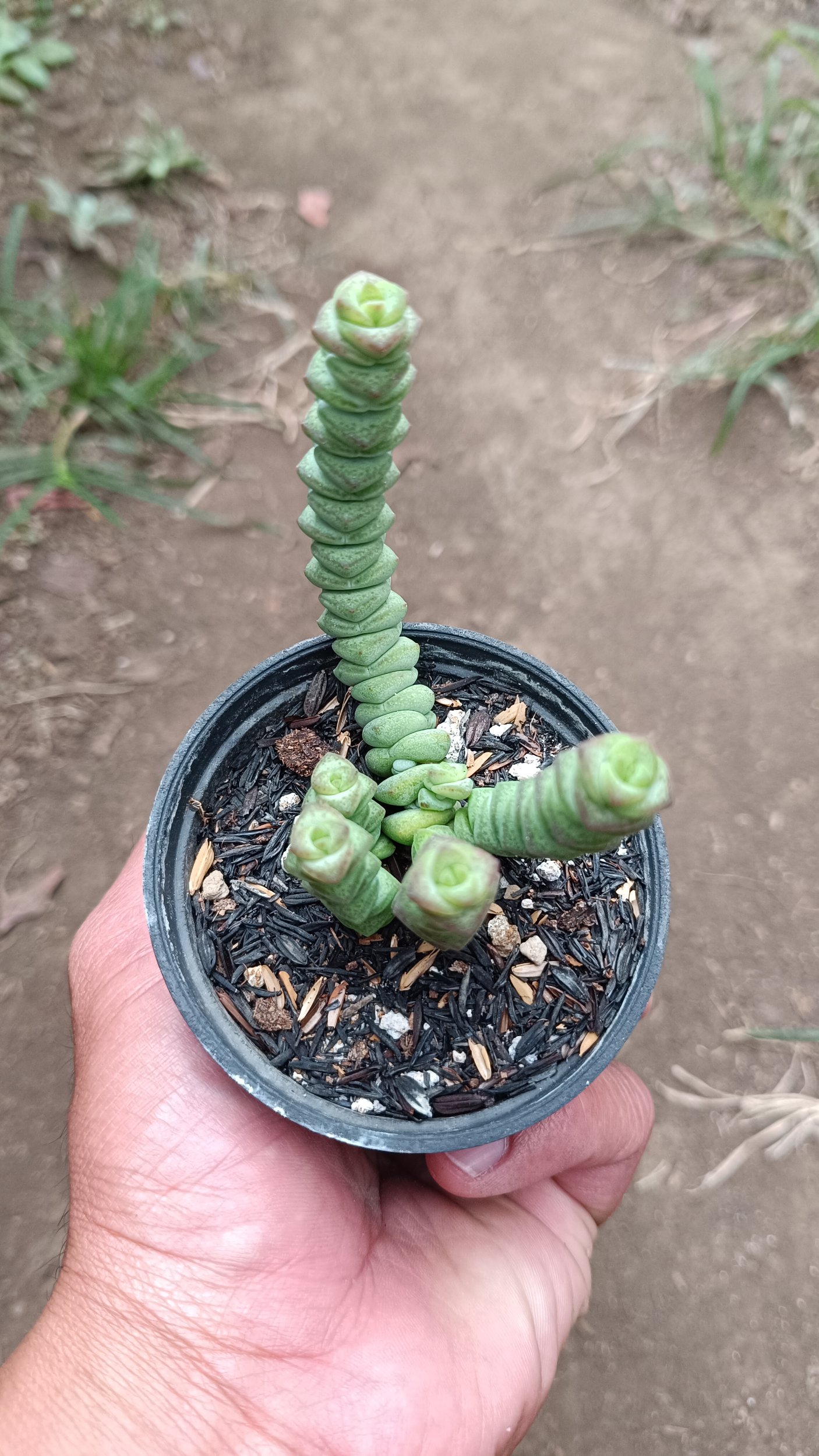 2657. Crassula Marnieriana 3pcs - Image 3