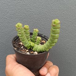 2657. Crassula Marnieriana 3pcs - Image 4