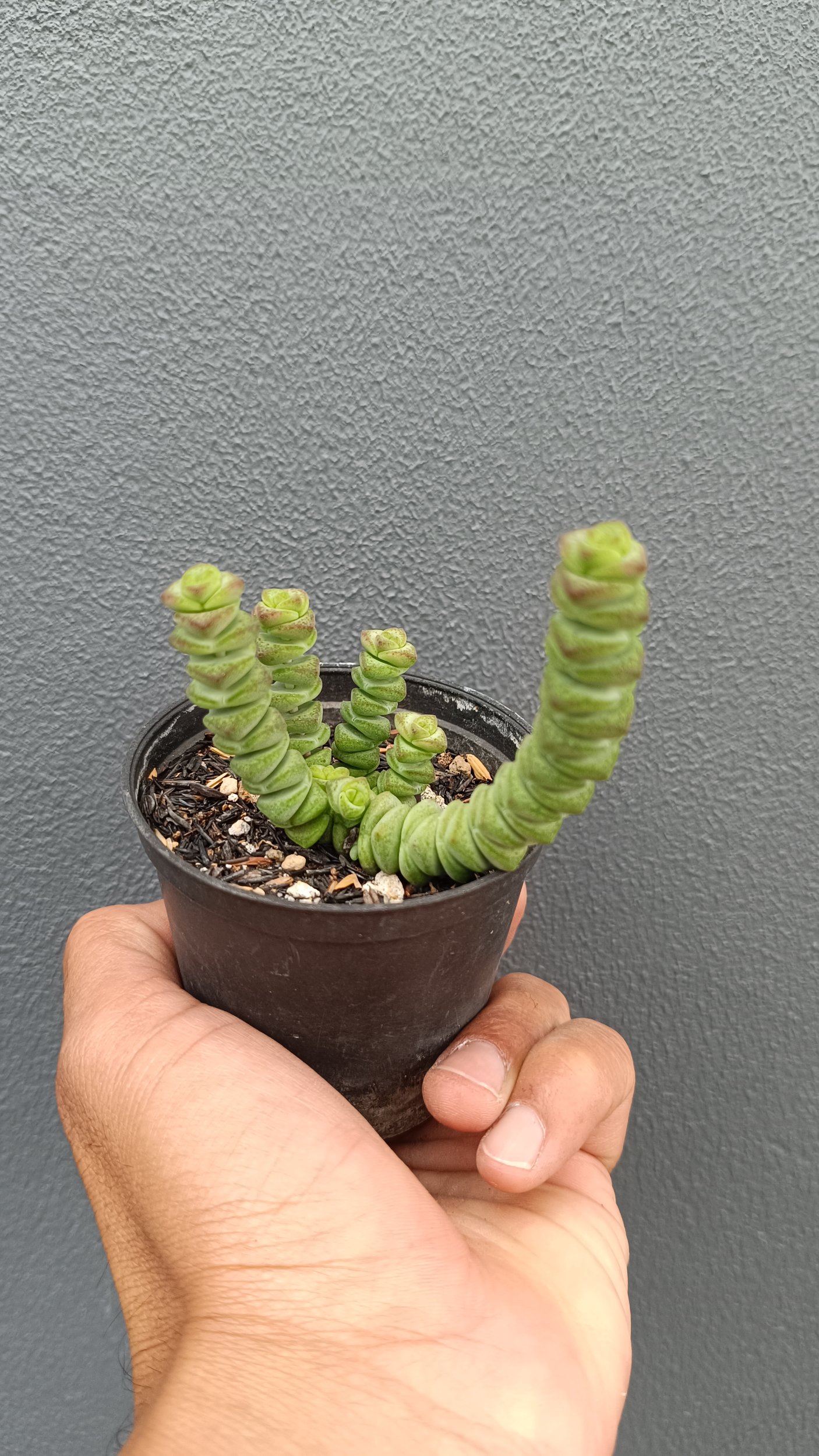 2657. Crassula Marnieriana 3pcs - Image 4