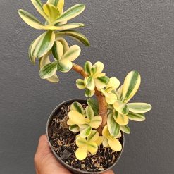 2654. Crassula Ovata Variegated - Image 2