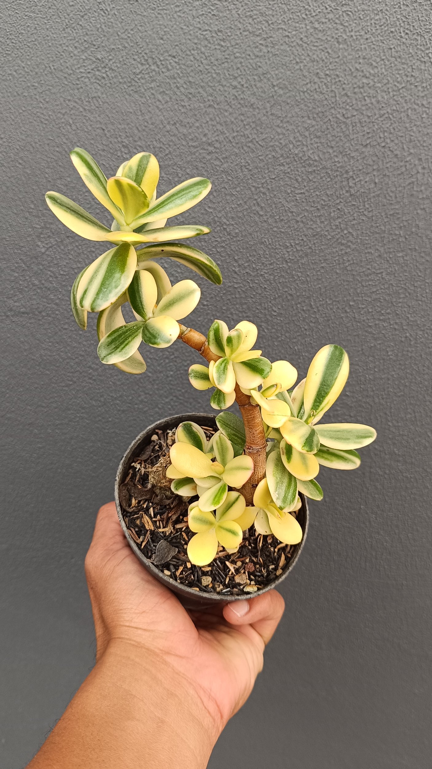 2654. Crassula Ovata Variegated - Image 2