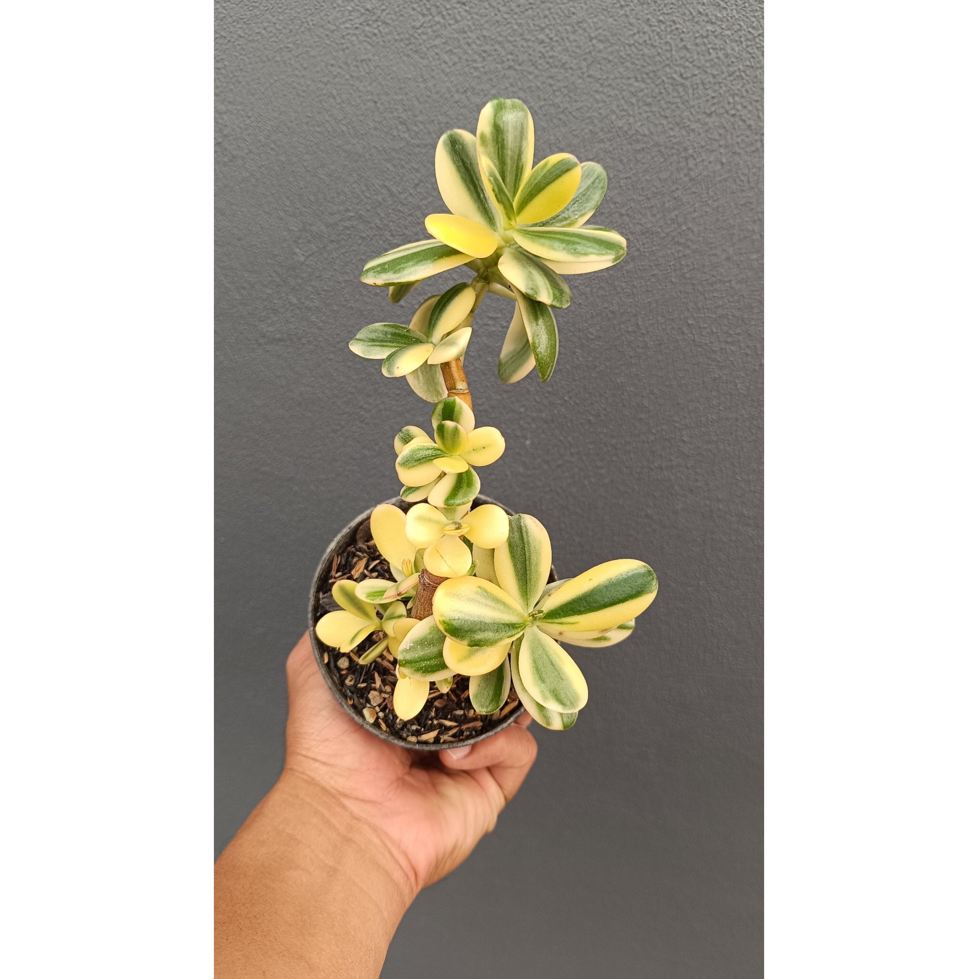 2654. Crassula Ovata Variegated