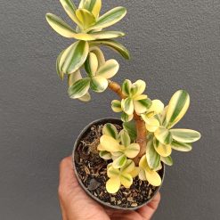 2654. Crassula Ovata Variegated - Image 3