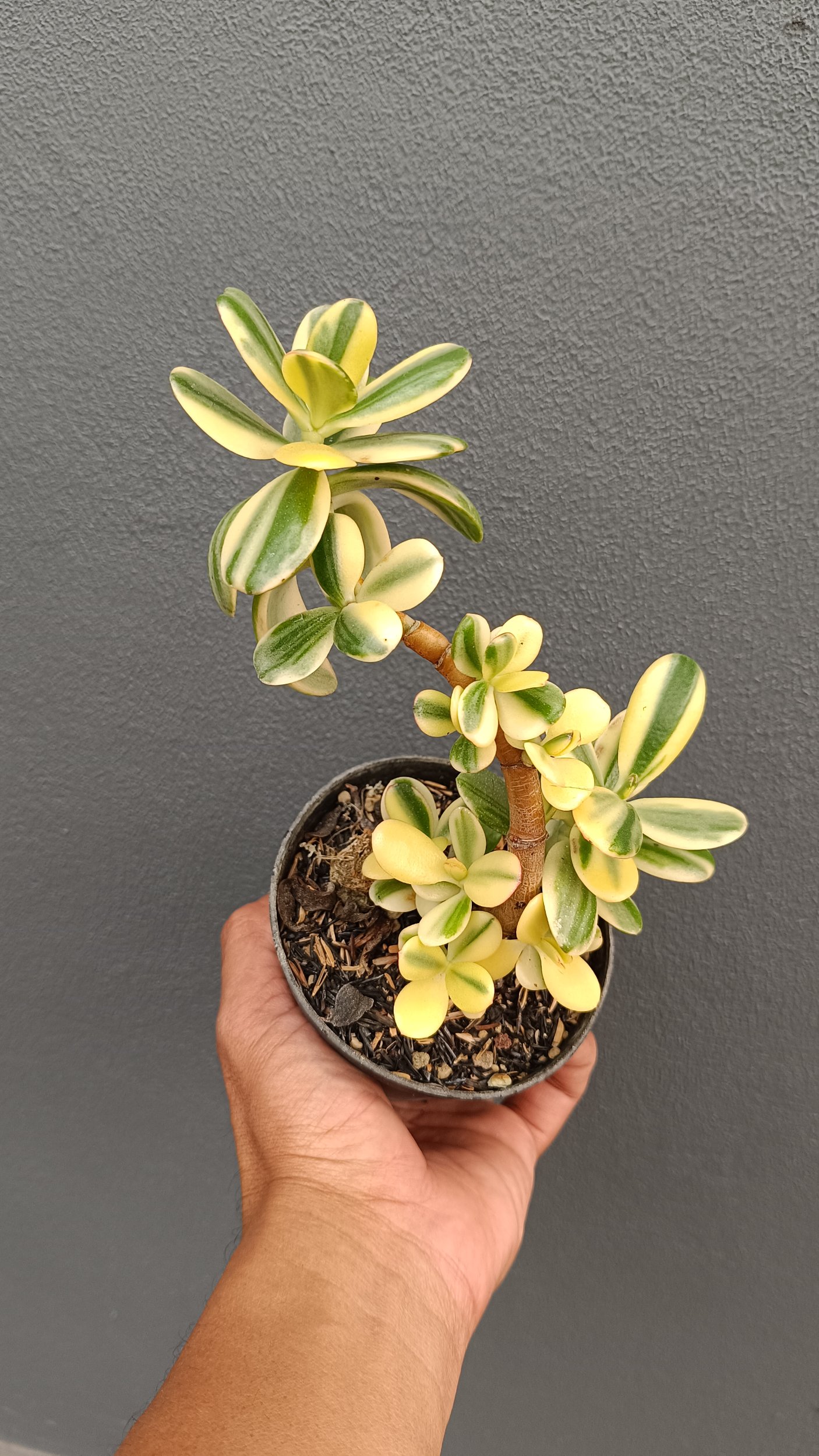 2654. Crassula Ovata Variegated - Image 3