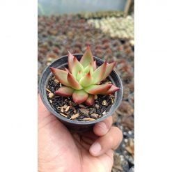 2675. Echeveria Agavoides 'lipstik'