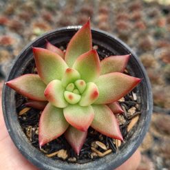 2675. Echeveria Agavoides 'lipstik' - Image 2