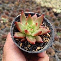 2675. Echeveria Agavoides 'lipstik' - Image 3