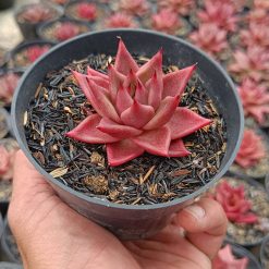 2640. Echeveria Agavoides Romeo Rubin - Image 2