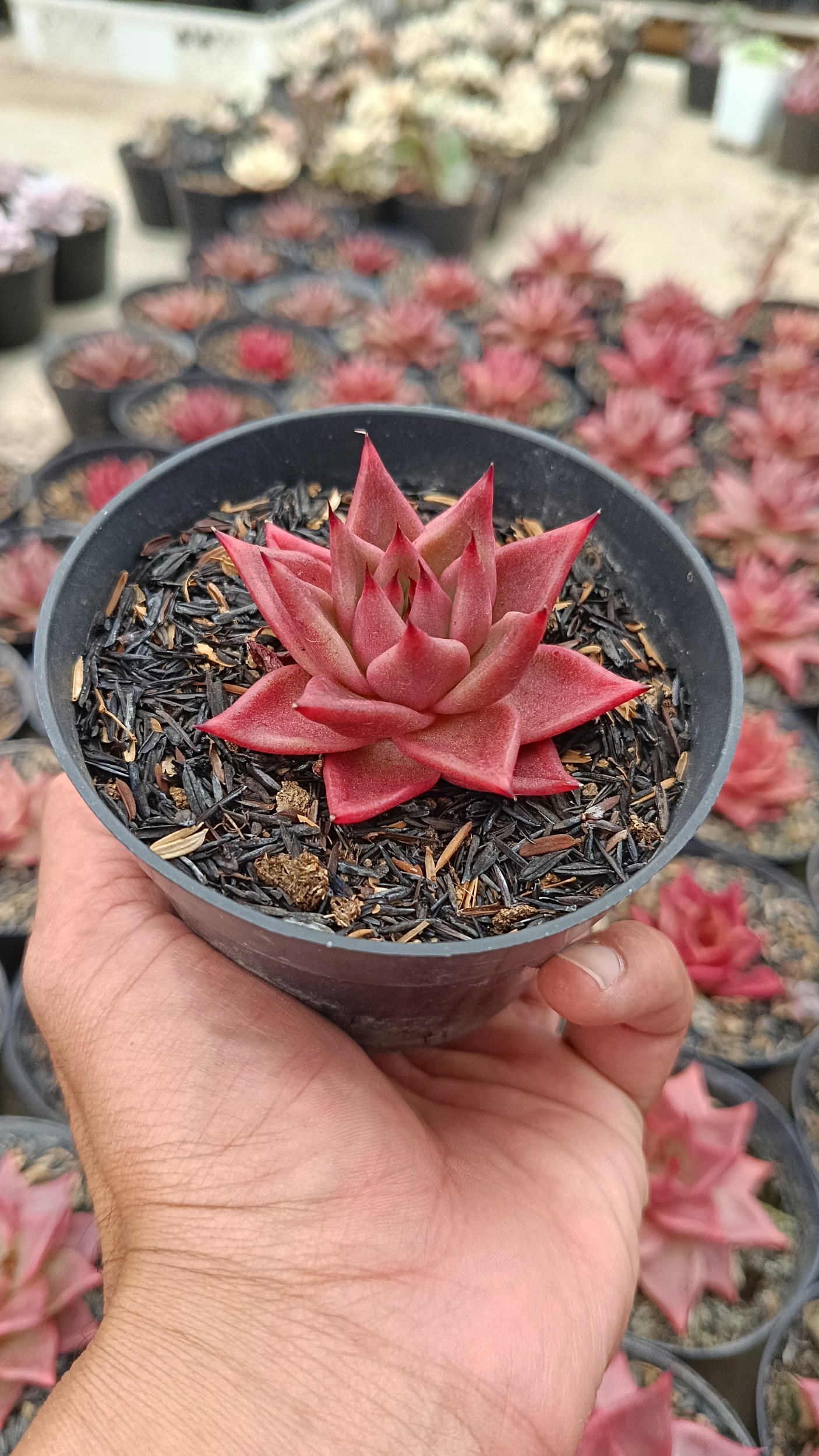 2640. Echeveria Agavoides Romeo Rubin - Image 2