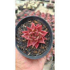 2640. Echeveria Agavoides Romeo Rubin