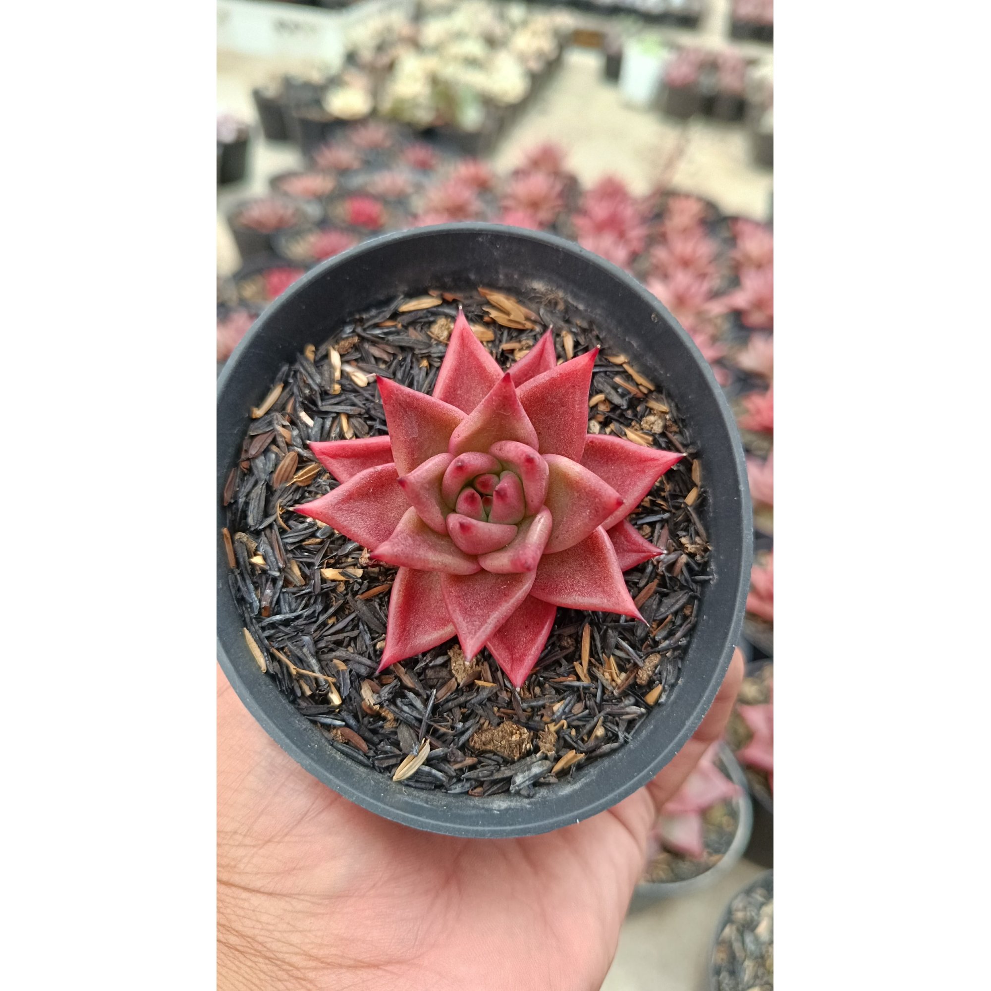 2640. Echeveria Agavoides Romeo Rubin